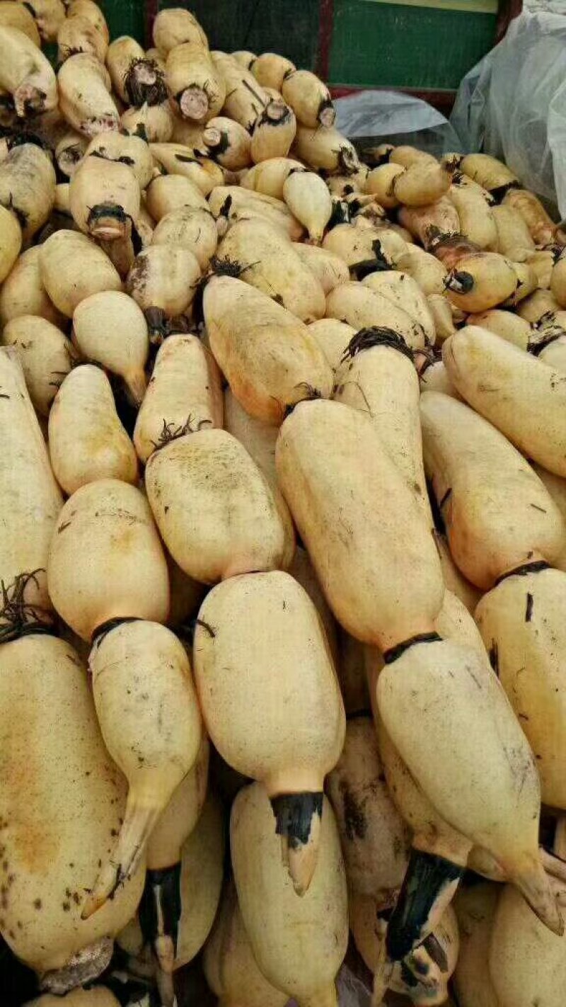 精品莲藕质量好价格美丽