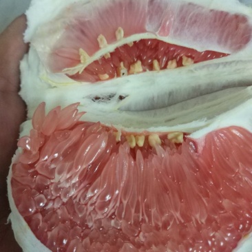 琯溪蜜柚