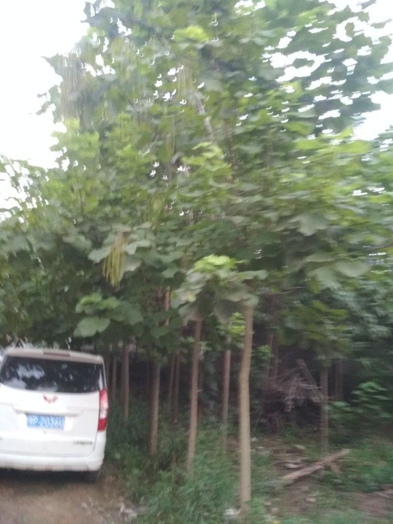河南周囗东黃村，1-30公分楸树，梓树