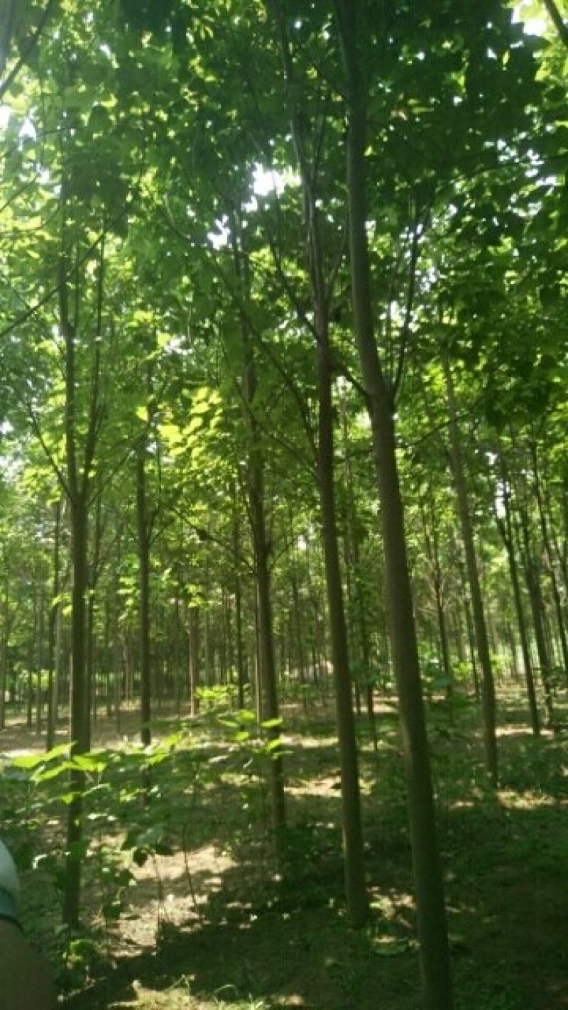 河南周囗东黃村，1-30公分楸树，梓树