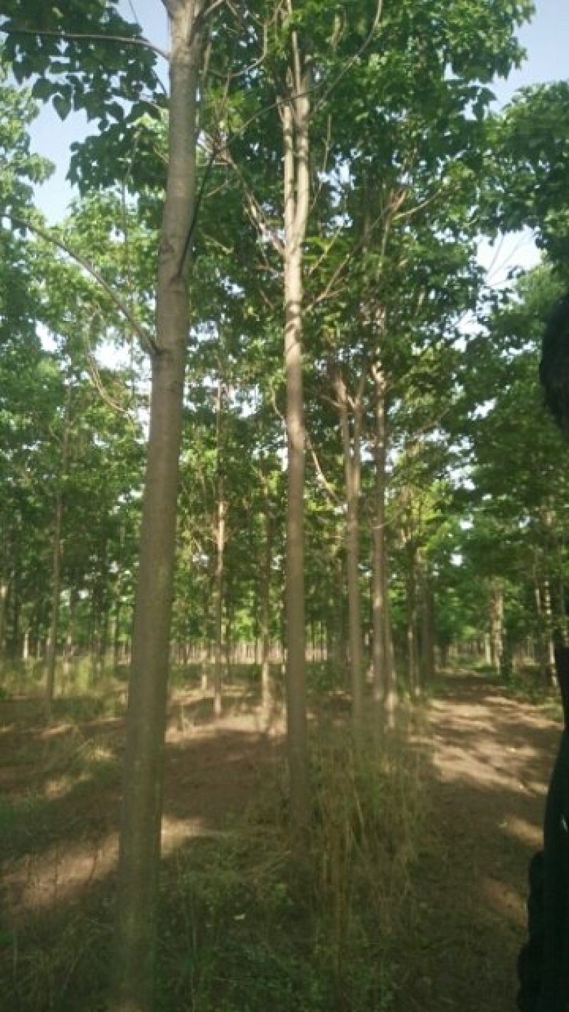 河南周囗东黃村，1-30公分楸树，梓树