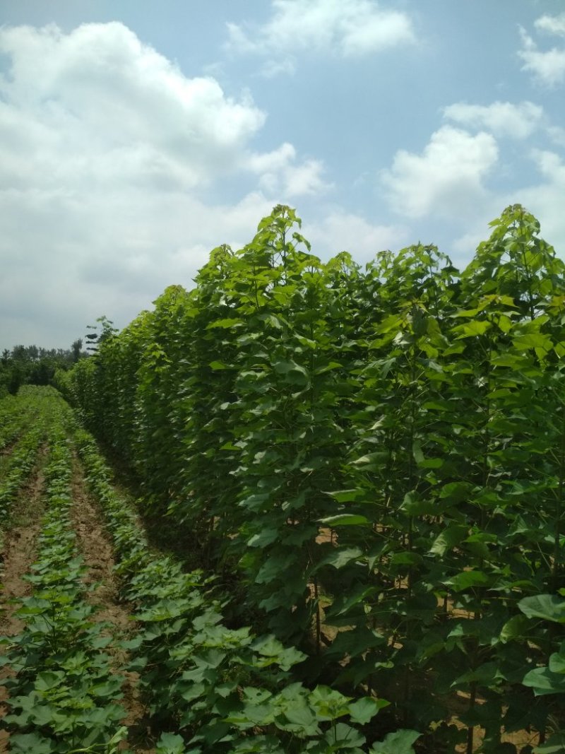河南周囗东黃村，1-30公分楸树，梓树