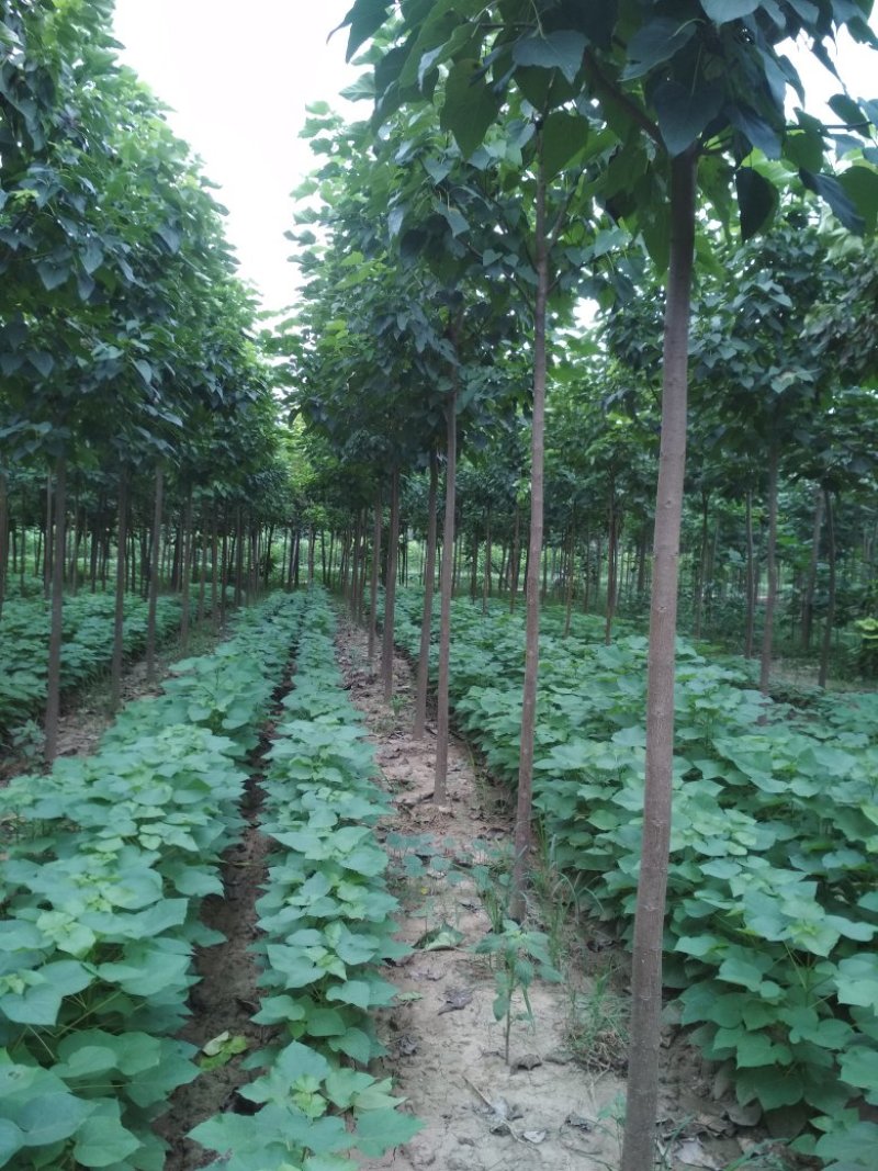 河南周囗东黃村，1-30公分楸树，梓树