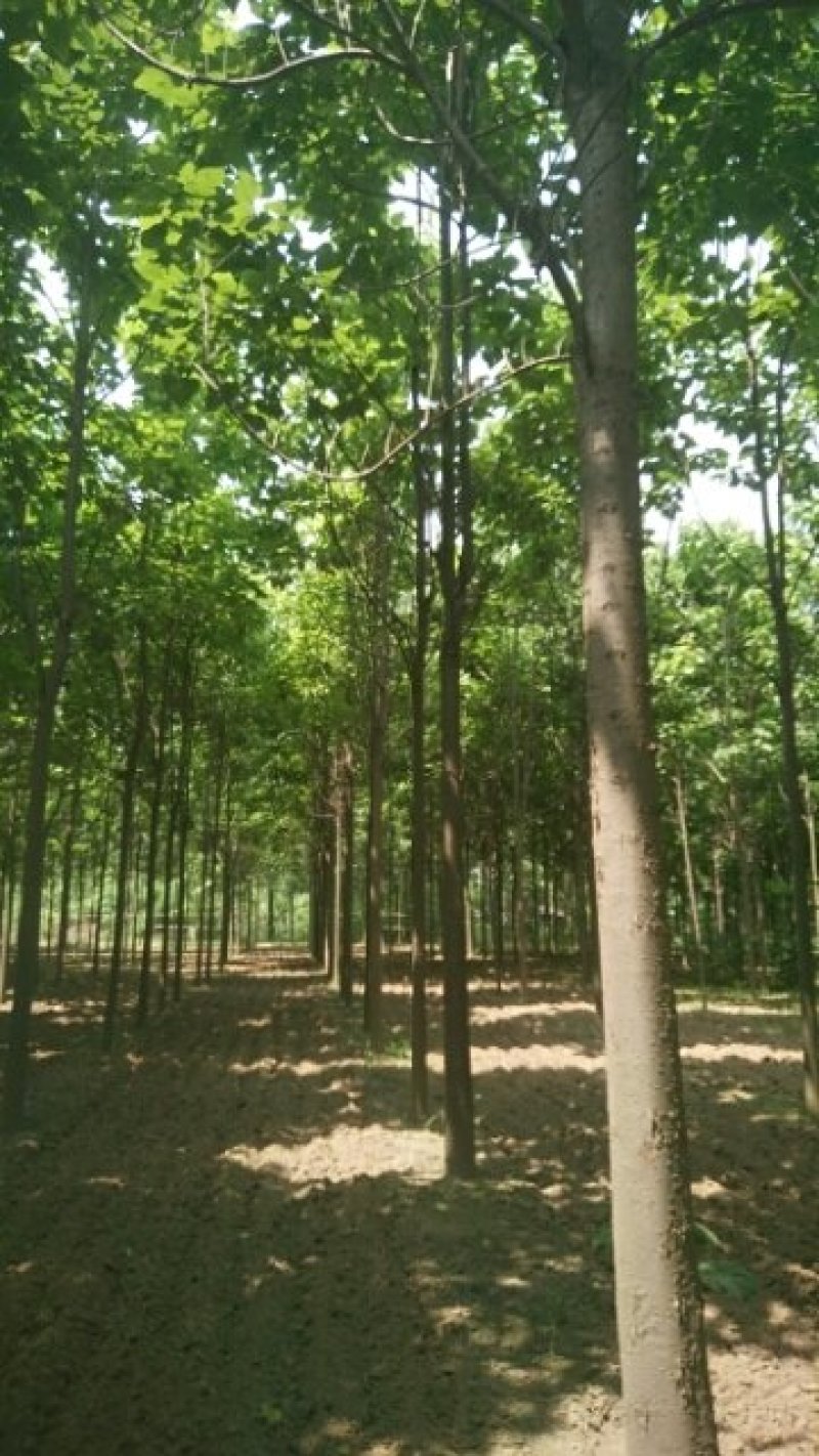 河南周囗东黃村，1-30公分楸树，梓树