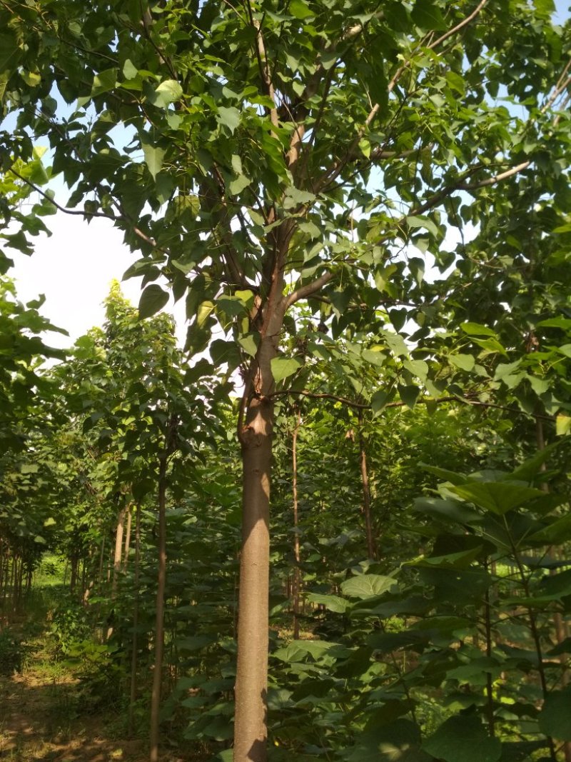 河南周囗东黃村，1-30公分楸树，梓树