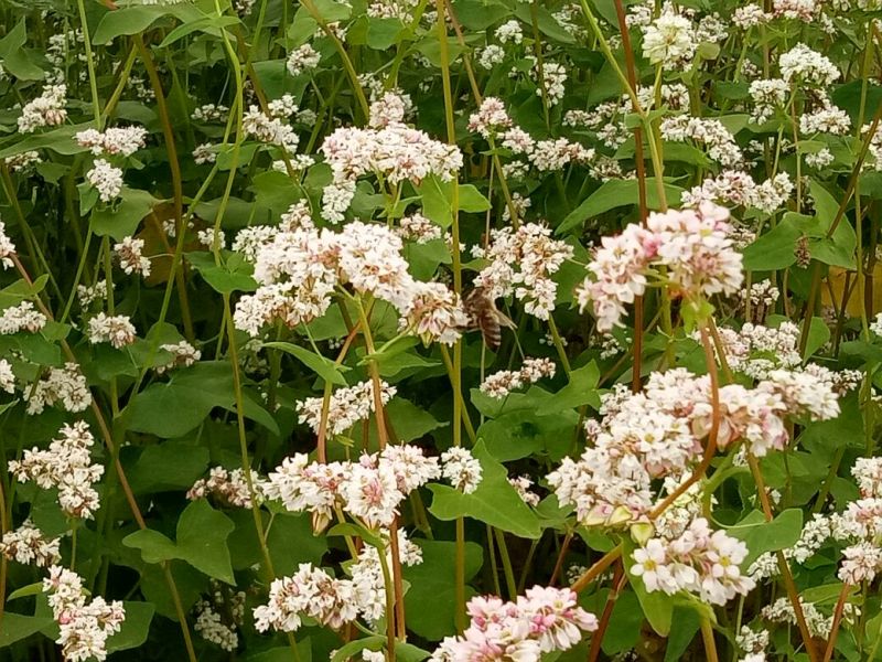 荞麦米荞麦榛子原产地荞麦基地直发高原农家