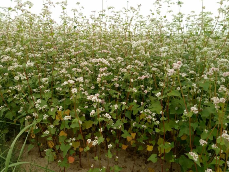荞麦米荞麦榛子原产地荞麦基地直发高原农家