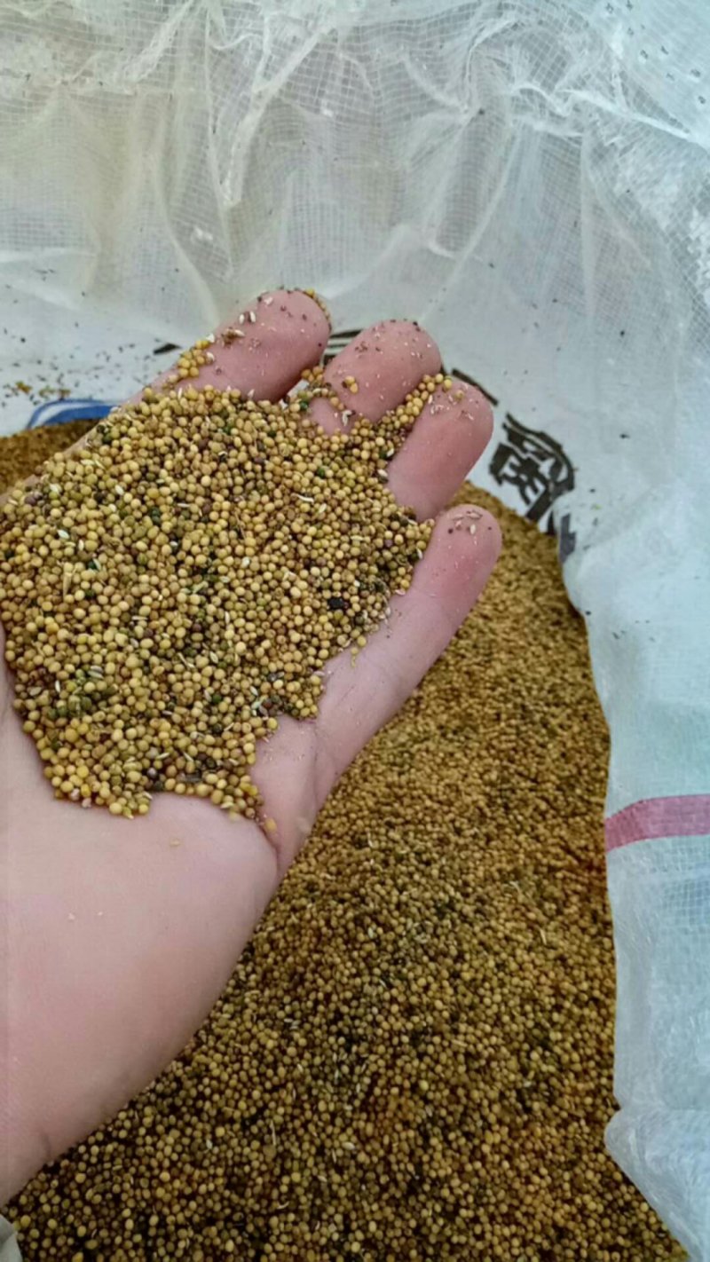 黄菜籽上市