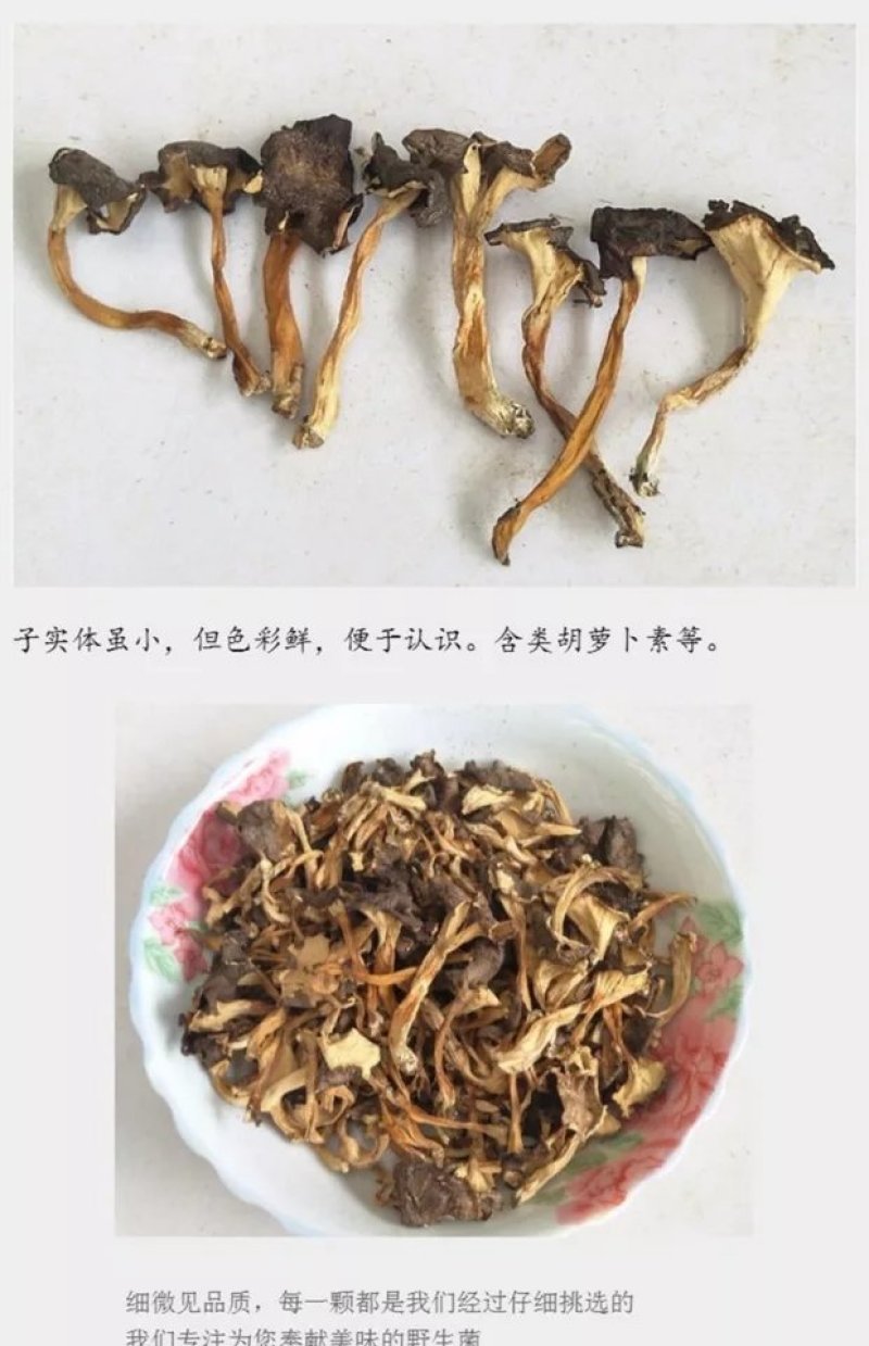 桂花菌，俗称（金丝菌）各个地方名称不同，