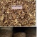桂花菌，俗称（金丝菌）各个地方名称不同，