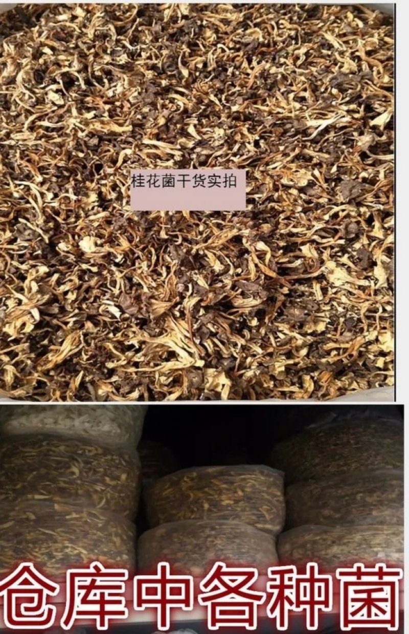 桂花菌，俗称（金丝菌）各个地方名称不同，