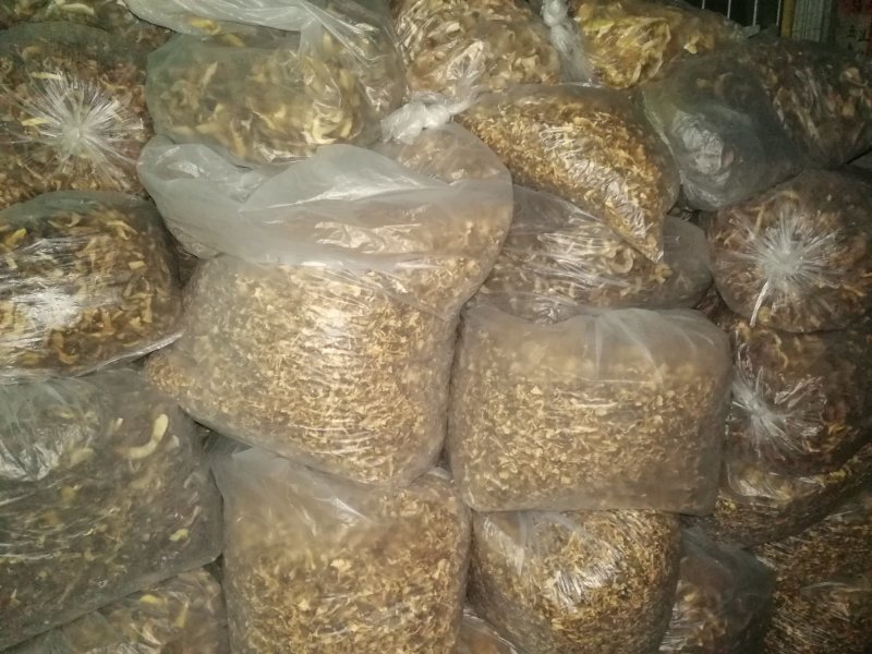 桂花菌，俗称（金丝菌）各个地方名称不同，