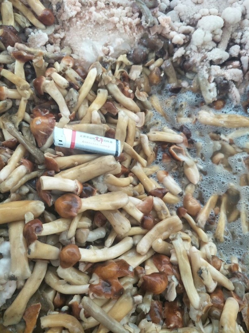 大球盖盐水菇