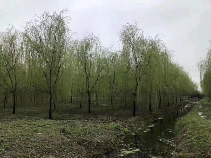 出售青垂3-30公分量大供应