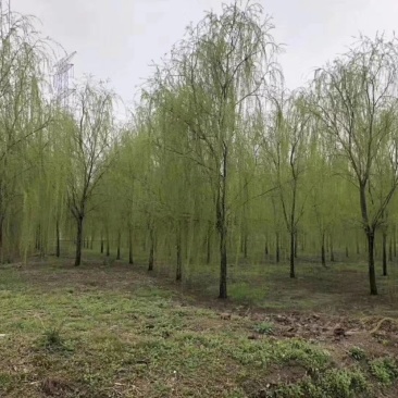 出售青垂3-30公分量大供应