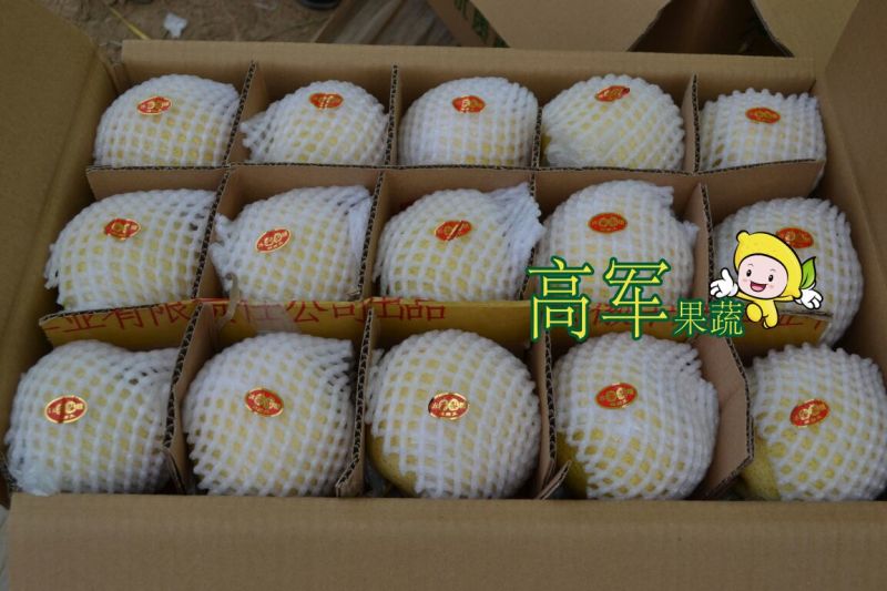 蒲城酥梨冷库果摸袋拆袋发货蒲城高军酥梨专业合作社直供