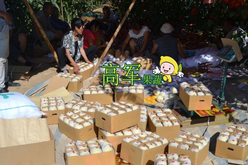 蒲城酥梨冷库果摸袋拆袋发货蒲城高军酥梨专业合作社直供