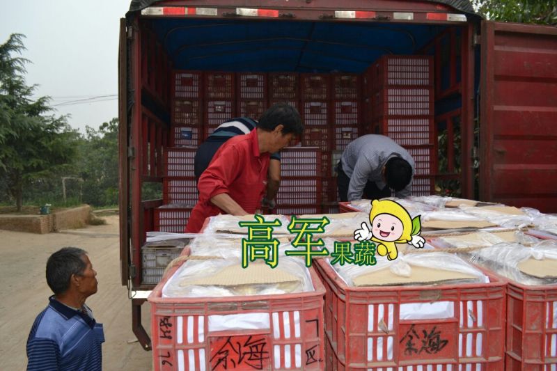 蒲城酥梨冷库果摸袋拆袋发货蒲城高军酥梨专业合作社直供