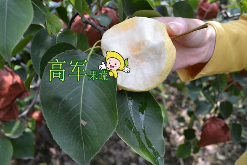 蒲城酥梨冷库果摸袋拆袋发货蒲城高军酥梨专业合作社直供