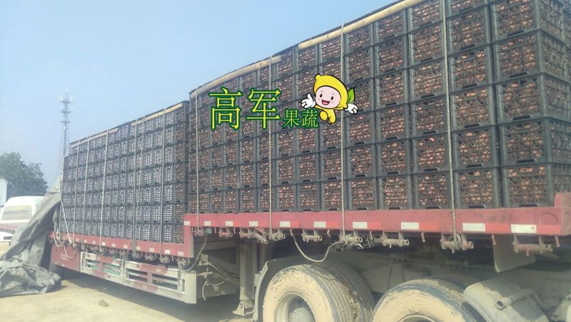 蒲城酥梨冷库果摸袋拆袋发货蒲城高军酥梨专业合作社直供