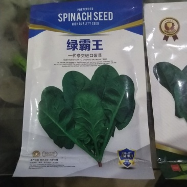 绿霸王菠菜籽