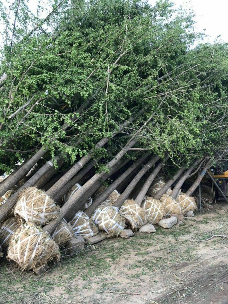 出售银杏树15-40.公分量大供应