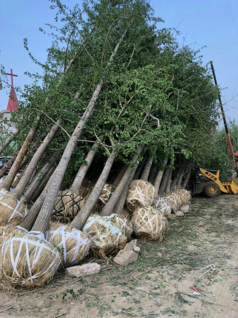 出售银杏树15-40.公分量大供应