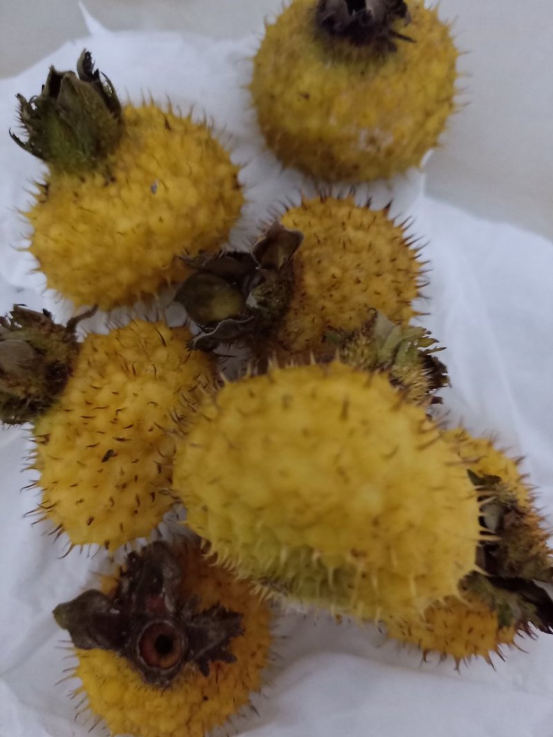 家种贵龙五号衅刺梨，个大，金黄色。