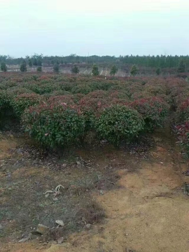 红叶石楠球1-2.5米量大供应
