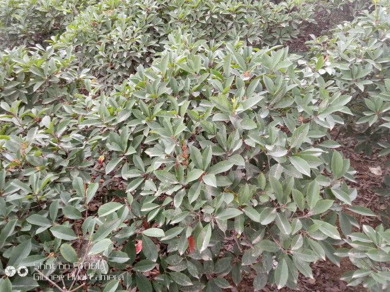 红叶石楠球1-2.5米量大供应
