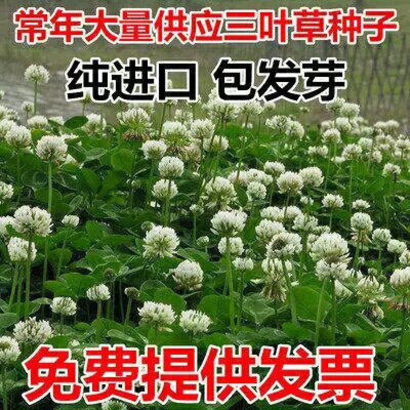红三叶种子净籽10到15斤/亩五斤包邮