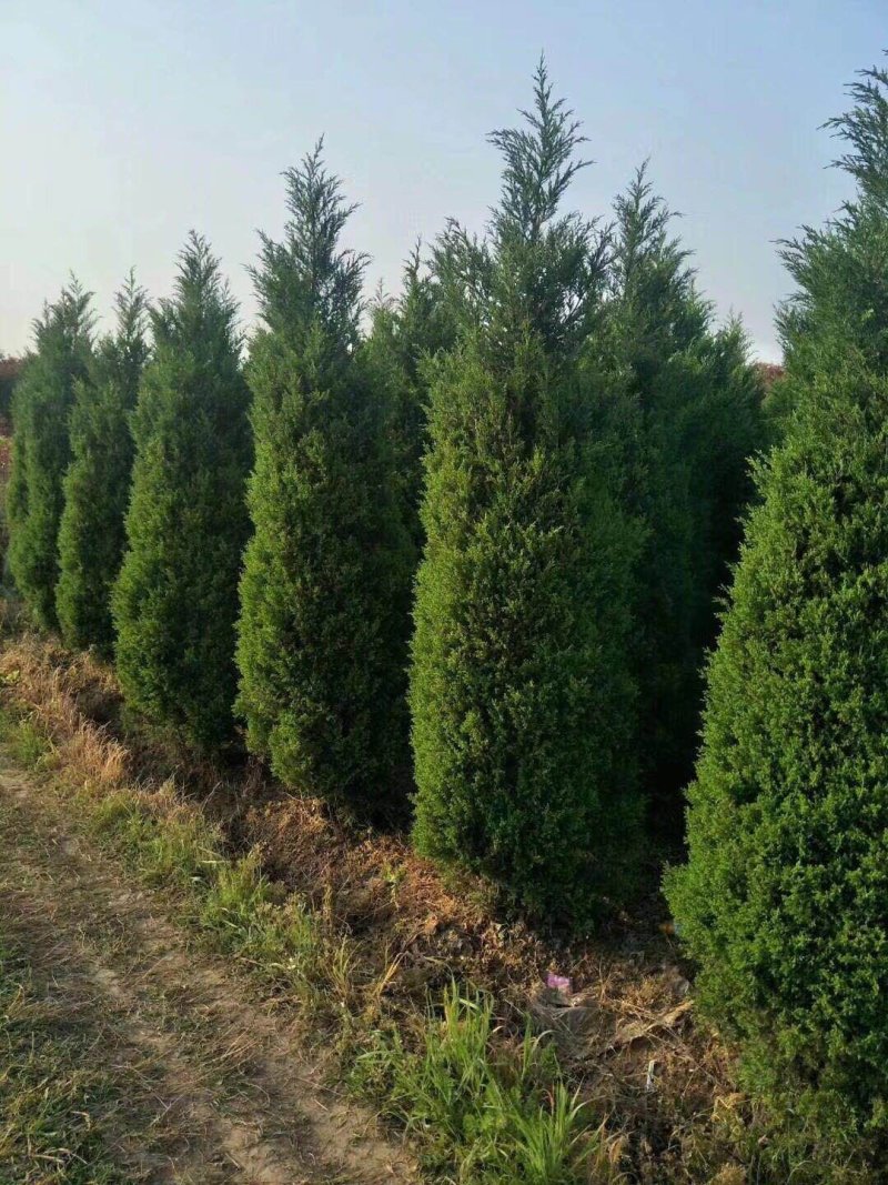 蜀桧1-6米量大供应要的提前预约