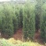 蜀桧1-6米量大供应要的提前预约