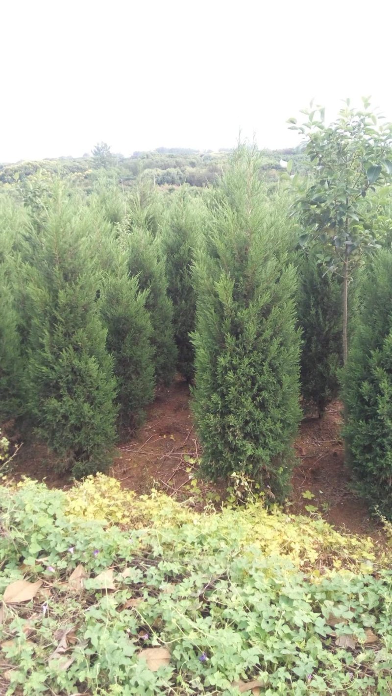 蜀桧1-6米量大供应要的提前预约