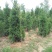 蜀桧1-6米量大供应要的提前预约