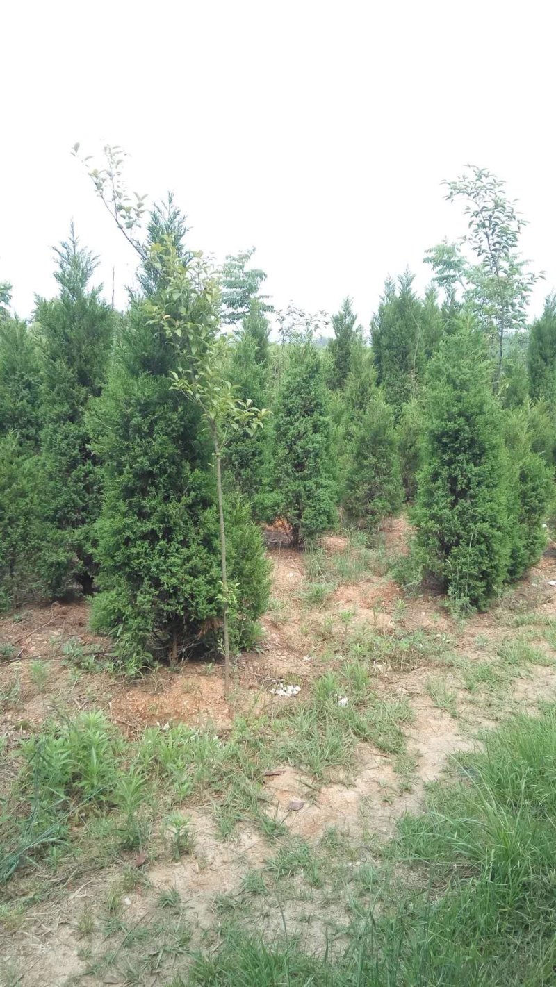 蜀桧1-6米量大供应要的提前预约