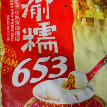 圆糯米半有机种植