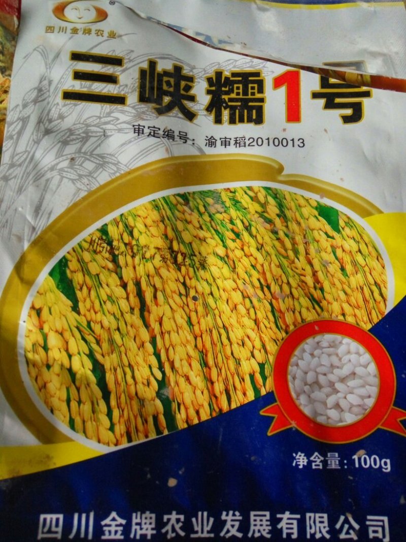 圆糯米半有机种植