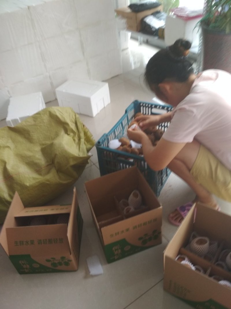 西安周至猕猴桃自家果园直销中