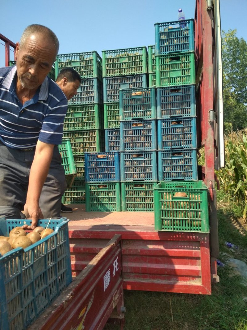 西安周至猕猴桃自家果园直销中