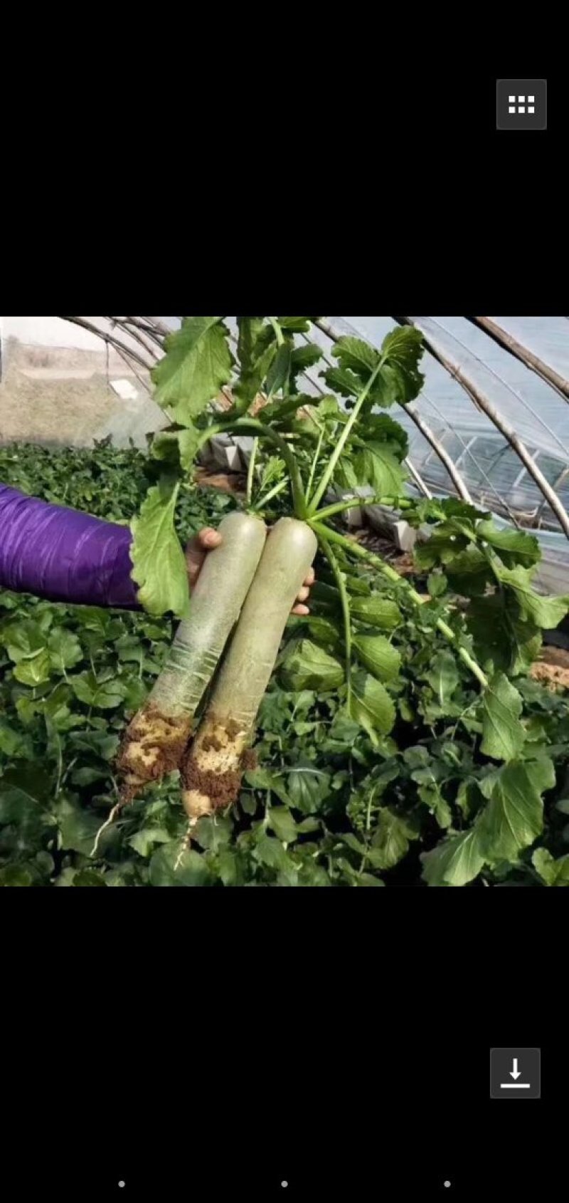潍县青萝卜