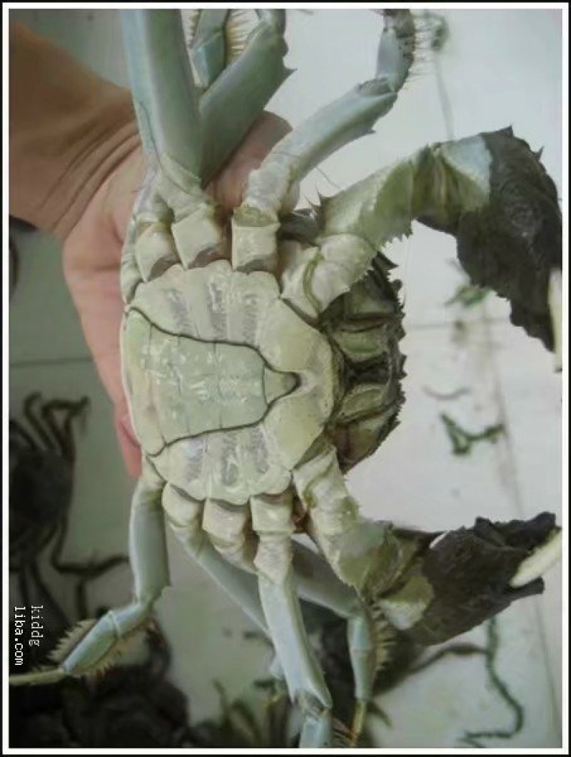 河蟹