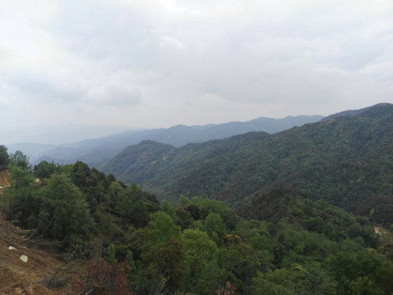 野生蜂蜜蜂蜜小挂蜂蜂蜜深山老树蜜不加糖