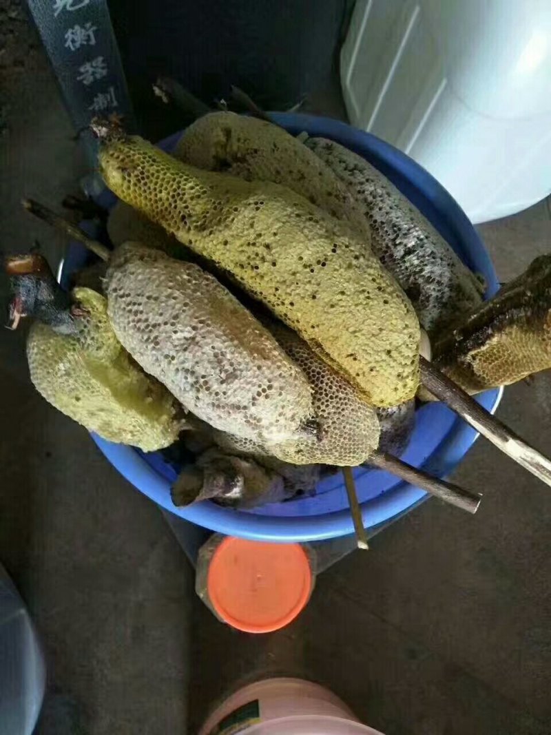 野生蜂蜜蜂蜜小挂蜂蜂蜜深山老树蜜不加糖