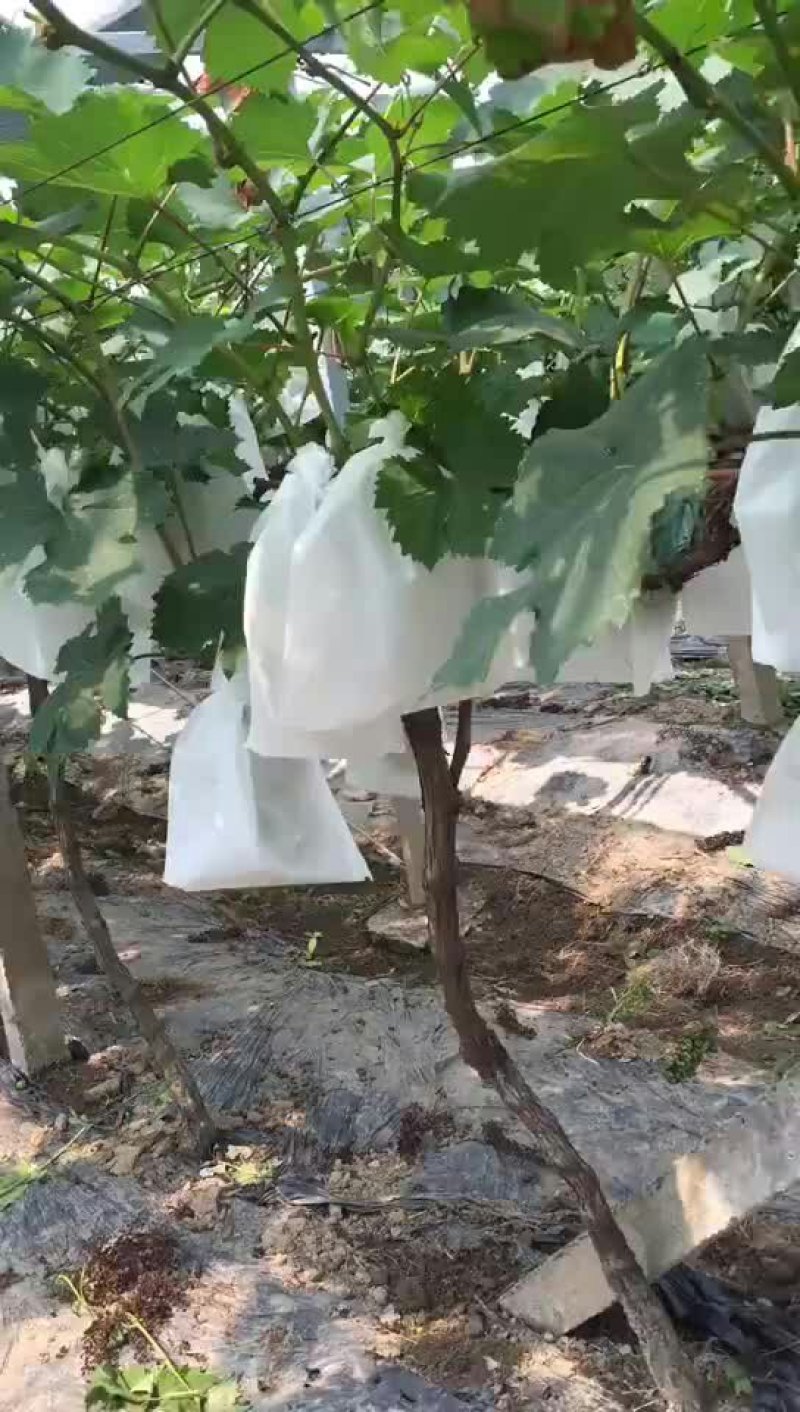 苹果🍎反光膜