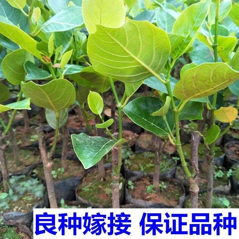 马来西亚一号菠萝蜜四季菠萝蜜泰8菠萝泰国12号红肉菠萝蜜