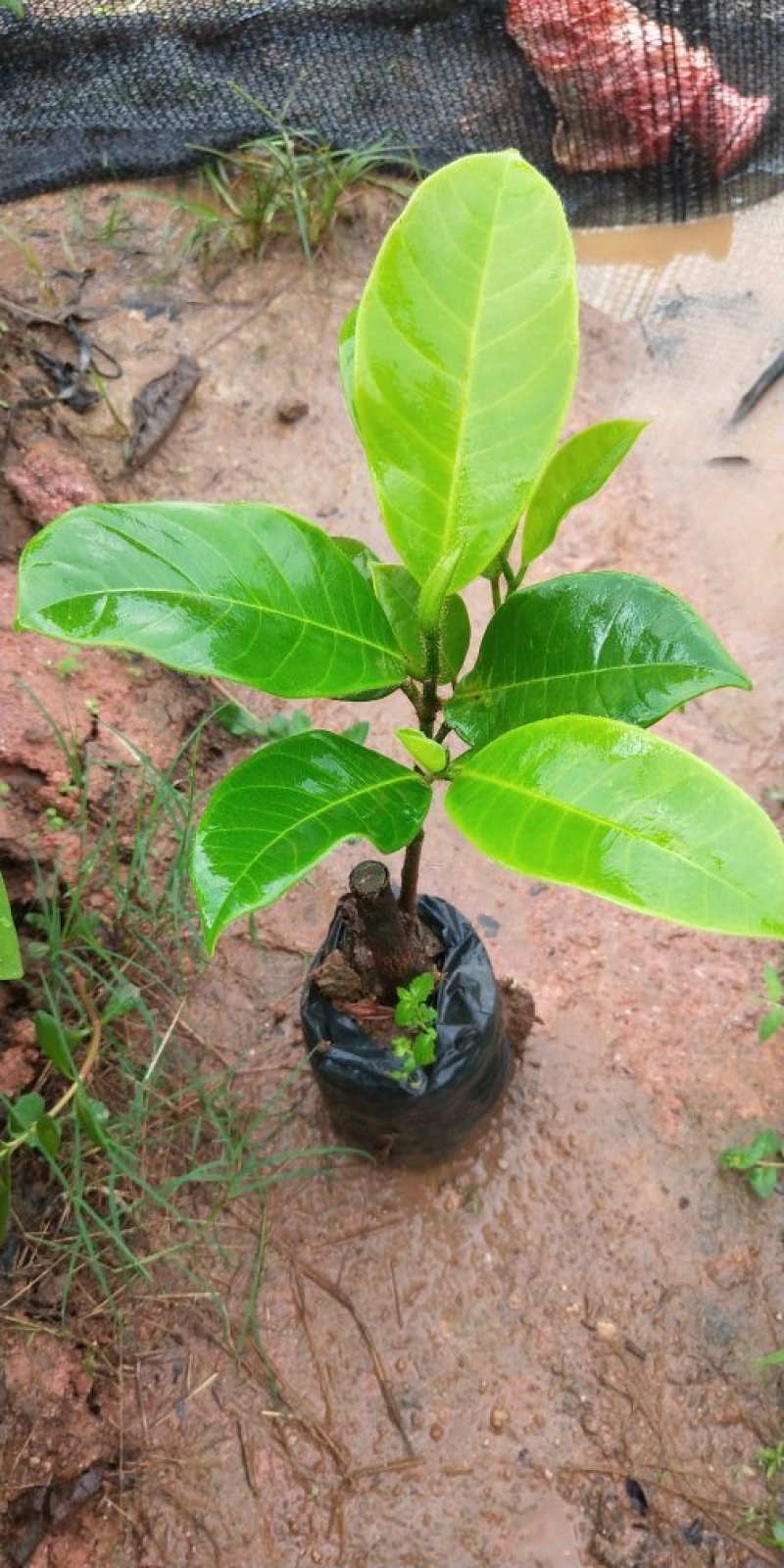马来西亚一号菠萝蜜四季菠萝蜜泰8菠萝泰国12号红肉菠萝蜜