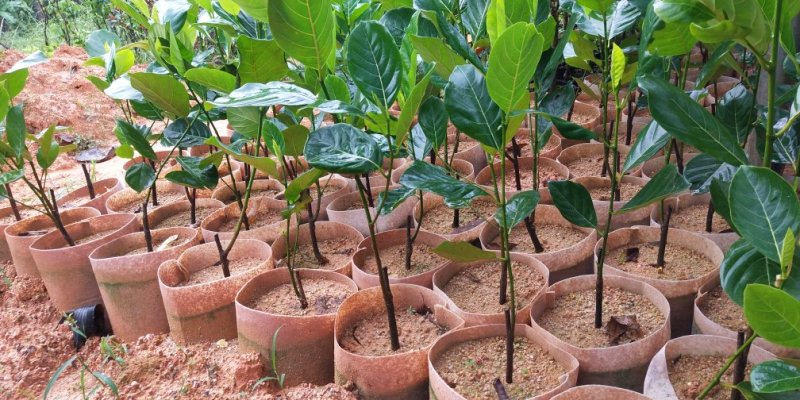 马来西亚一号菠萝蜜四季菠萝蜜泰8菠萝泰国12号红肉菠萝蜜