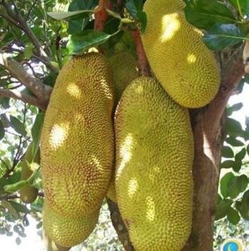 马来西亚一号菠萝蜜四季菠萝蜜泰8菠萝泰国12号红肉菠萝蜜