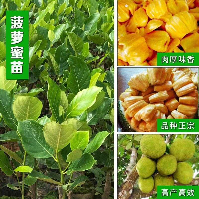 马来西亚一号菠萝蜜四季菠萝蜜泰8菠萝泰国12号红肉菠萝蜜